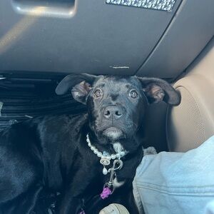 Elegant Dog Collar with Pearls